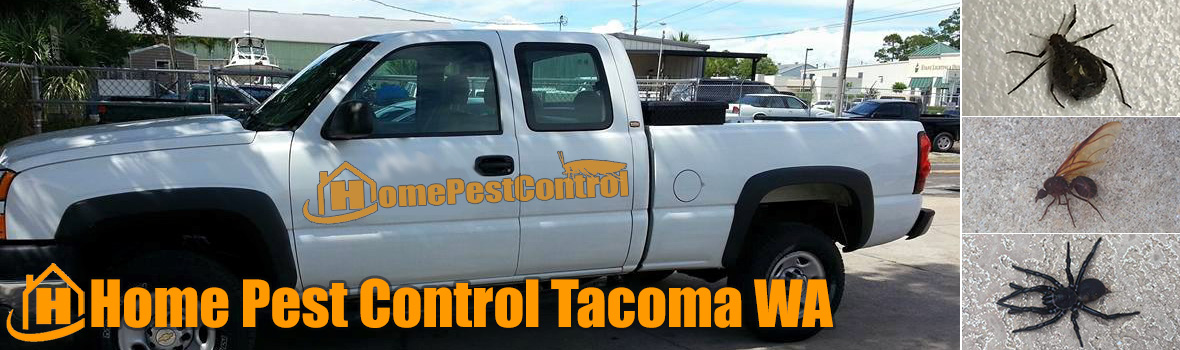 Home Pest Control Tacoma